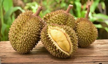 Sầu riêng tiếp tục rớt giá, thương lái 'ngưng mua'